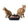 ARM HAMMER Platinum Clumping Cat Litter Odor Control-4