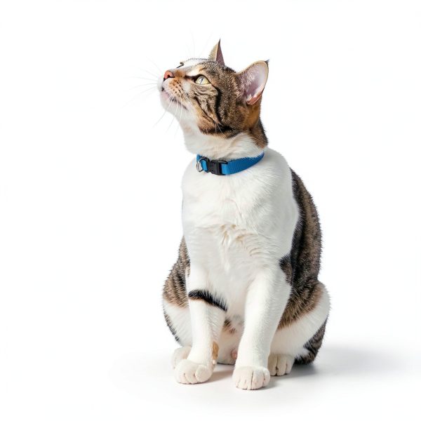 Mars Petcare Cat Treats Seafood Crunchy Low Calorie Snacks-9