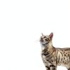 Purina FortiFlora Cat Probiotic Supplement Digestive Health-4