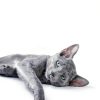 Sheba Perfect Portions Wet Cat Food Cuts in Gravy-3