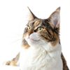 Advantage II Large Cat Flea Treatment Vet Recommended-2