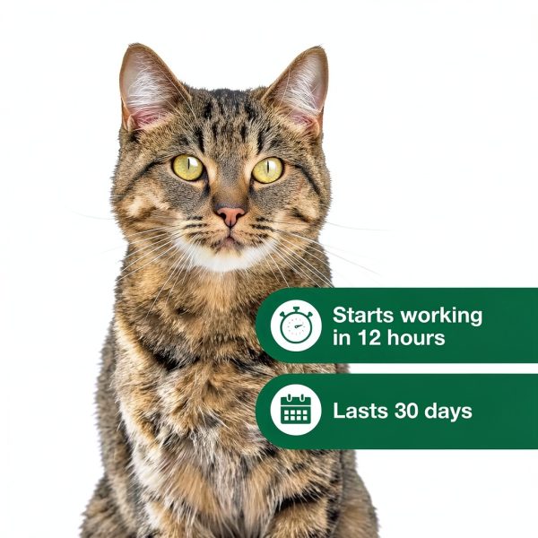 Advantage II Large Cat Flea Treatment Vet Recommended-4
