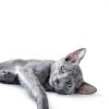 Sheba Wet Cat Food Pate Grain Free Perfect Portions-3