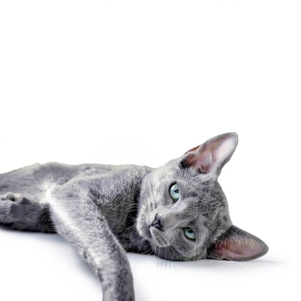Sheba Wet Cat Food Pate Grain Free Perfect Portions-3