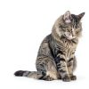 Pet Honesty Cat Hairball Treats Natural Fiber Supplement-1