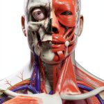 Anatomy and Physiology Illustrated Guide by DK 319 Page Kindle eBook-0