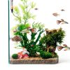 60mm Fish Tank Feeder Dish Aquarium Shrimp Feeder Dish with Suction Clear Fish Tank Feeding Bowl Round Clear Dishes Tray（2pcs）-6