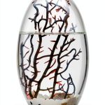 Ecosystem- Closed Ecosystem, Small Oval 5" with 2-3 Shrimp-0
