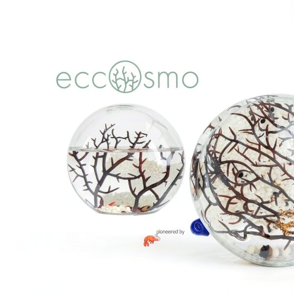 Ecosystem- Closed Ecosystem, Small Round Sphere 4" with 2-3 Shrimp-1