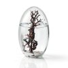 Ecosystem- Closed Ecosystem, Small Oval 5" with 2-3 Shrimp-1