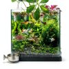 60mm Fish Tank Feeder Dish Aquarium Shrimp Feeder Dish with Suction Clear Fish Tank Feeding Bowl Round Clear Dishes Tray（2pcs）-5
