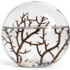 Ecosystem- Closed Ecosystem, Small Round Sphere 4" with 2-3 Shrimp-0