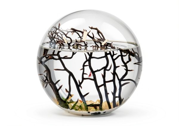 Ecosystem- Closed Ecosystem, Small Round Sphere 4" with 2-3 Shrimp-2