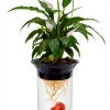 Aquaponic Planter Penn-Plax 0.5 Gallon Betta Tank with Plant-0
