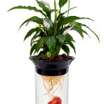 Aquaponic Planter Penn-Plax 0.5 Gallon Betta Tank with Plant-0