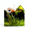 Live Ramshorn Snails 9+ Red - Polar Bear Aquarium Algae Clean Up-6