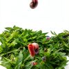 Live Ramshorn Snails 9+ Red - Polar Bear Aquarium Algae Clean Up-7