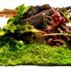 Live Ramshorn Snails 9+ Red - Polar Bear Aquarium Algae Clean Up-8