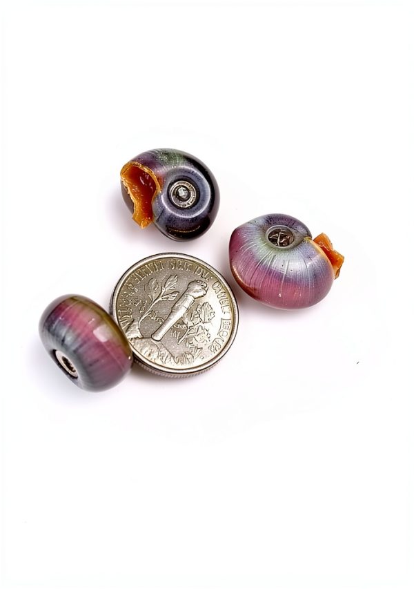 Live Ramshorn Snails 9+ Red - Polar Bear Aquarium Algae Clean Up-5