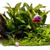 Live Ramshorn Snails 9+ Red - Polar Bear Aquarium Algae Clean Up-3
