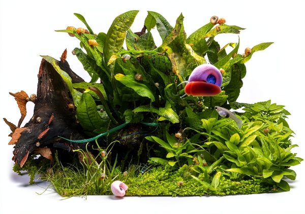 Live Ramshorn Snails 9+ Red - Polar Bear Aquarium Algae Clean Up-3